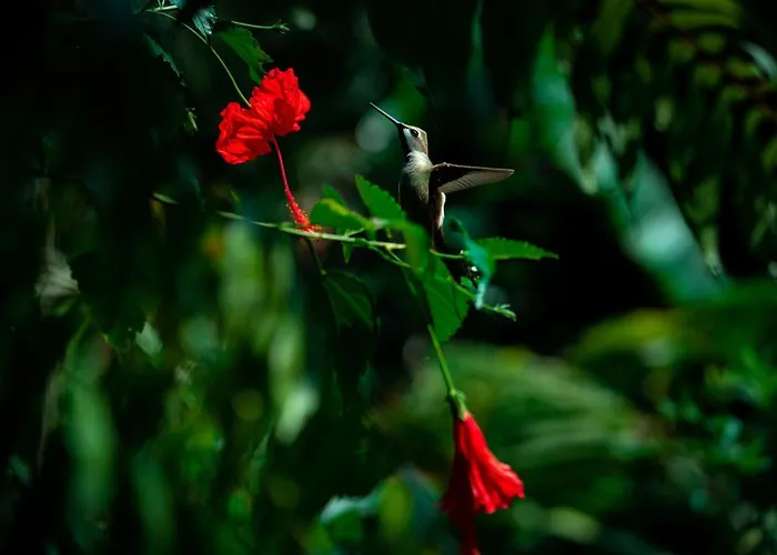 By Bali